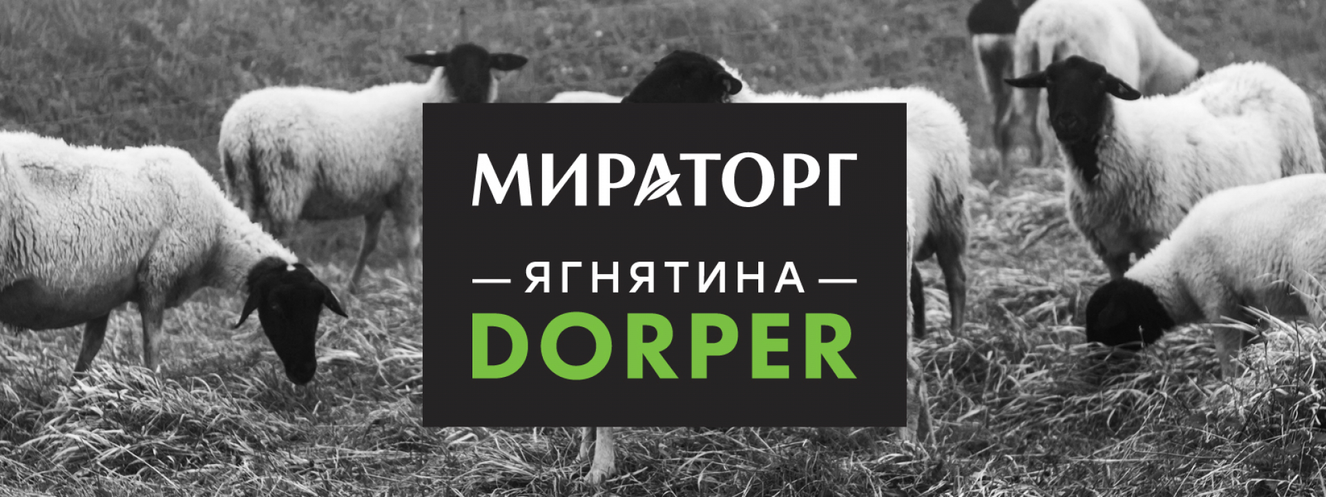 Брендинг мяса Мираторг Dorper